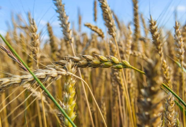 蓓盈纤把减肥变成日常小事五则